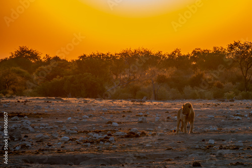 A lion during sunrise in Namibia