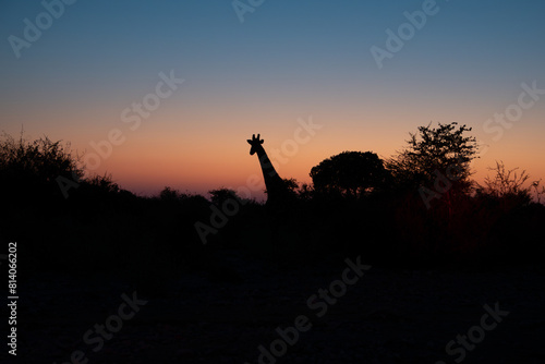 Silhouette of a giraffe in Namibia