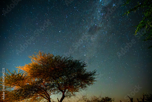 Stars and a tree in Africa