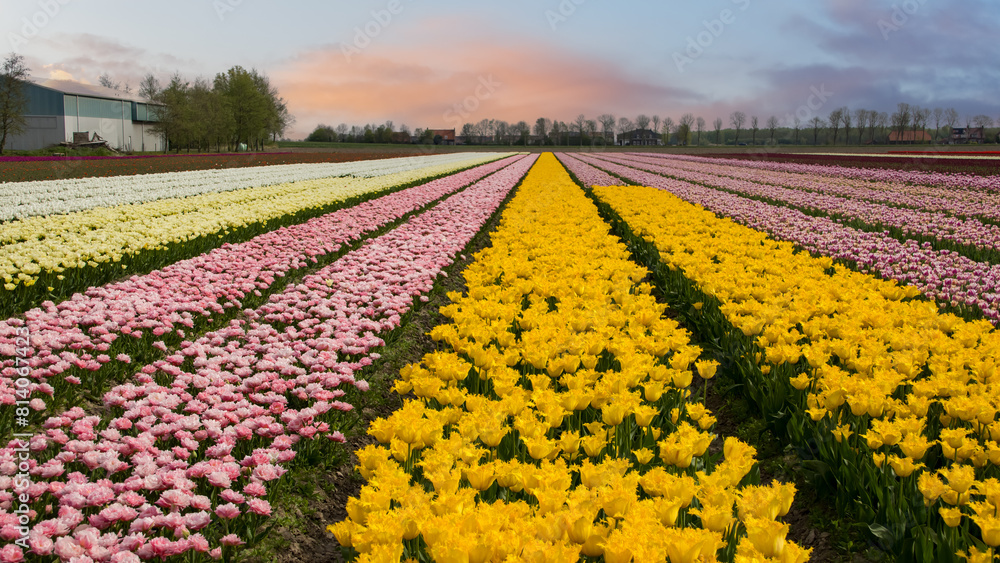 Pink, orange, yellow color Tulip flower fields during spring time in the Netherlands.