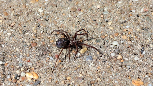 A house spider on a concrete background.