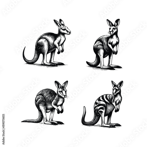 set of kangaroo illustration. hand drawn kangaroo black and white vector illustration. isolated white background