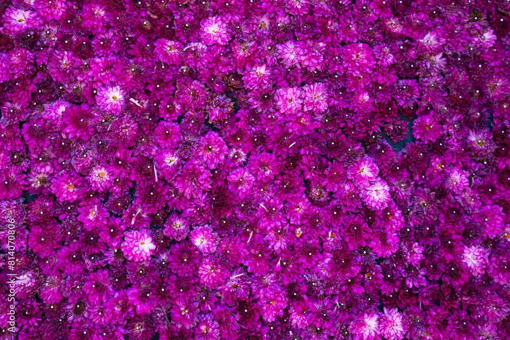 backdrop of beautifully arranged flower and bright colors is backdrop for flower in beautifully arranged garden at flower festival. Beautiful colorful background with Copy Space for inserting text. backdrop of beautifully arranged flower and bright colors is backdrop for flower in beautifully arranged garden at flower festival. Beautiful colorful background with Copy Space for inserting text.