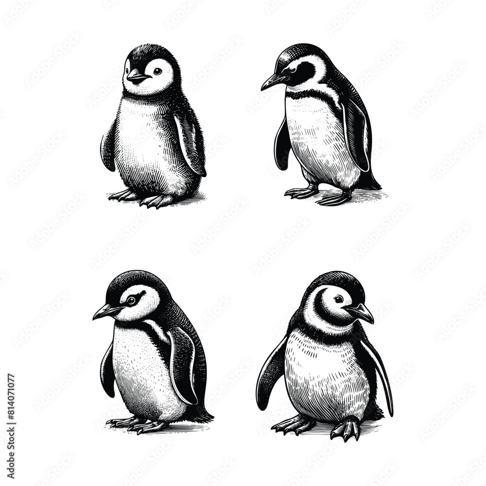Fototapeta premium set of penguin illustration. hand drawn penguin black and white vector illustration. isolated white background