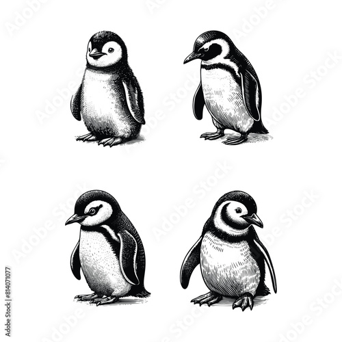 set of penguin illustration. hand drawn penguin black and white vector illustration. isolated white background
