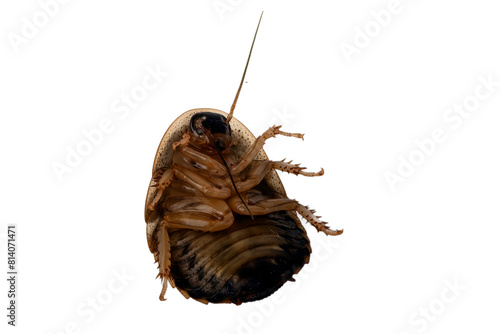 Cockroach Lie Upside Down Struggling on white background
