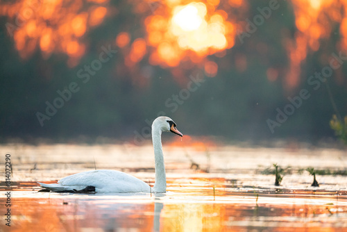 Łabędź niemy, łabędź biały, wielki ptak o wschodzie słońca photo