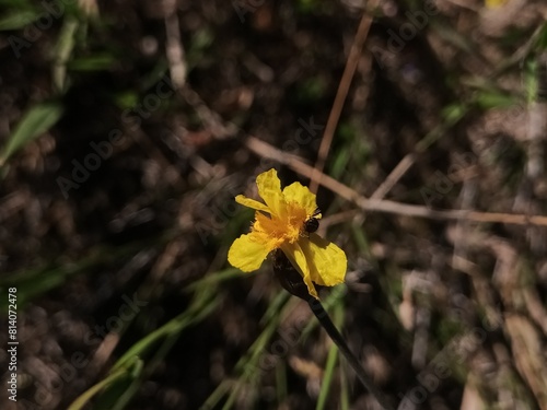 Wallpaper Mural Xiris flower Torontodigital.ca