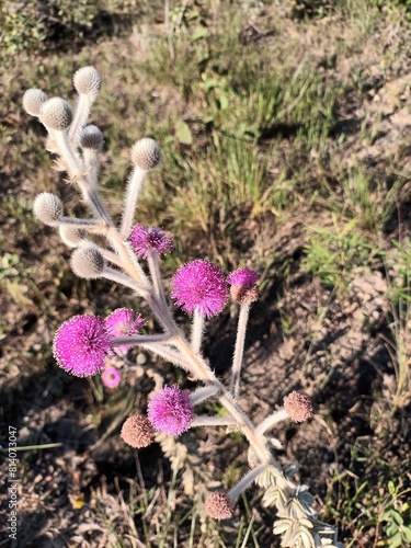 Mimosa lanuginosa photo