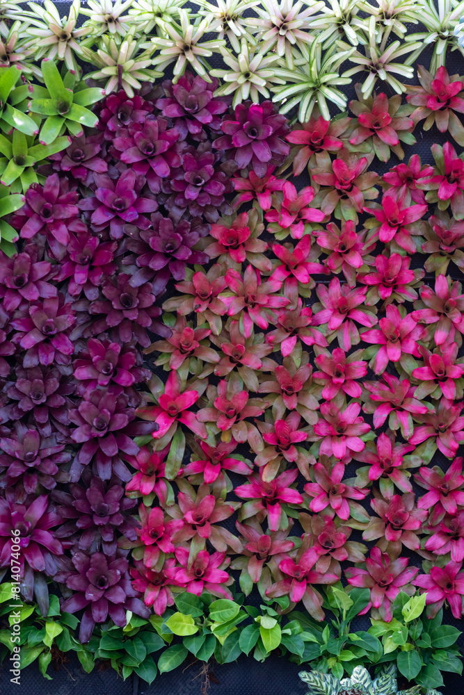 backdrop of beautifully arranged flower and bright colors is backdrop for flower in beautifully arranged garden at flower festival. Beautiful colorful background with Copy Space for inserting text. backdrop of beautifully arranged flower and bright colors is backdrop for flower in beautifully arranged garden at flower festival. Beautiful colorful background with Copy Space for inserting text.
