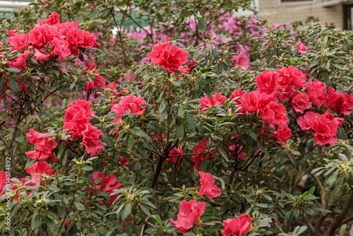 Beautiful blooming pink Azalea bushes © Minakryn Ruslan 