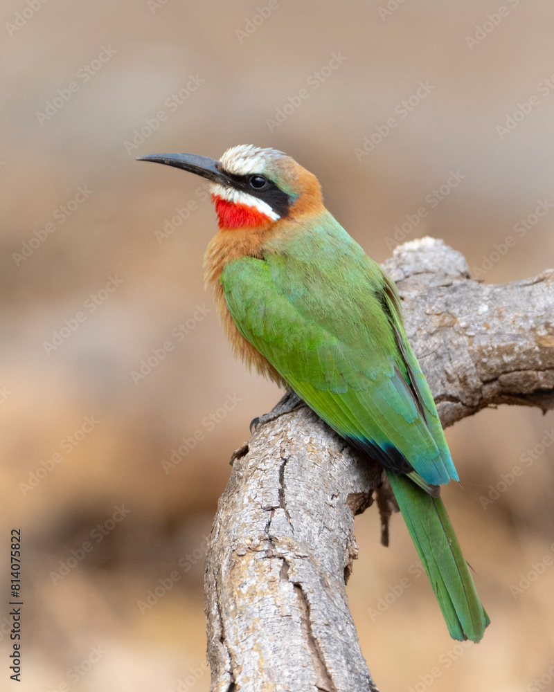 Obraz premium White-Fronted Bee-Eater