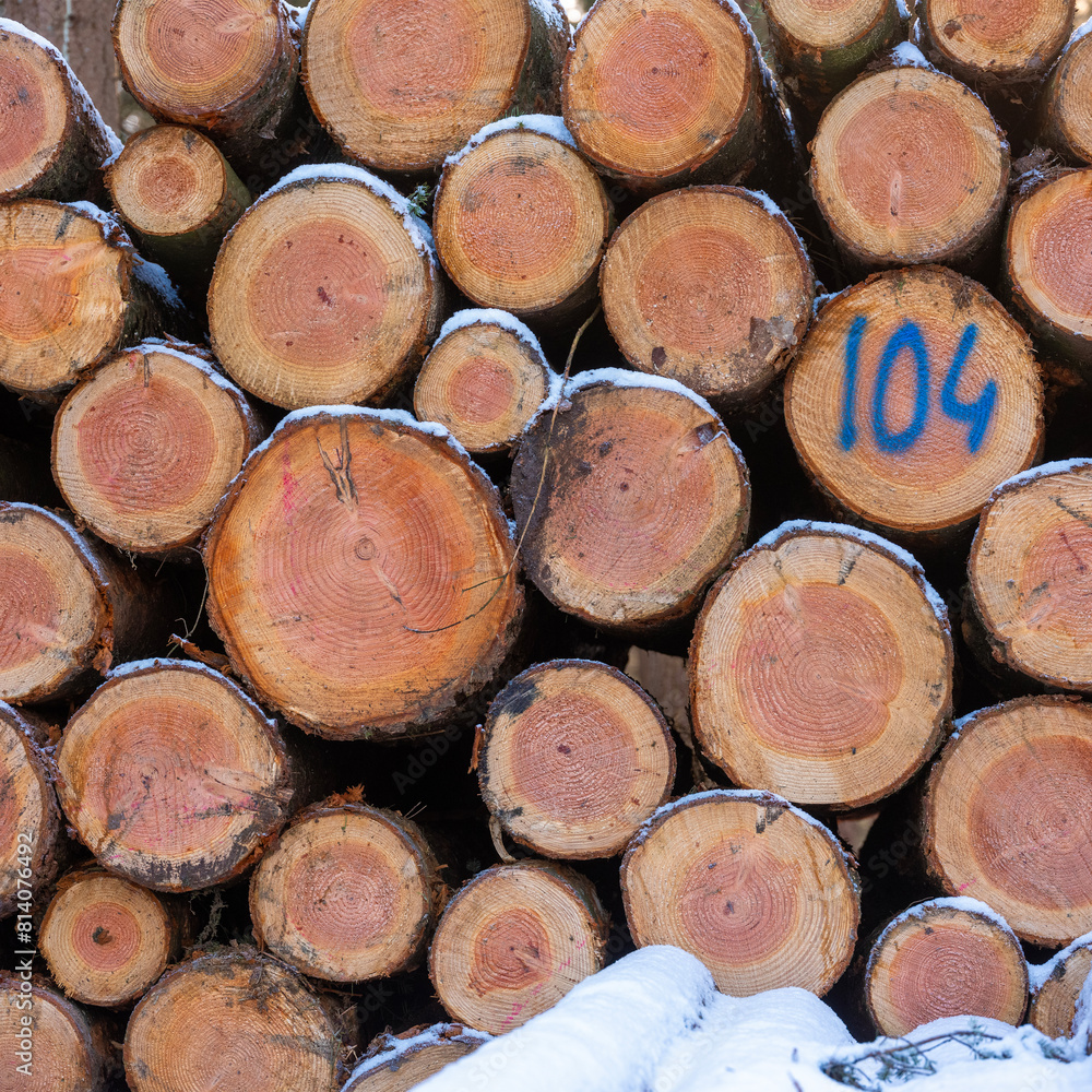 logs of spruce wood in winter forest logs of spruce wood in winter forest