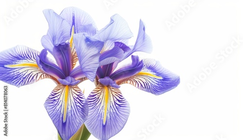 iris flower isolated on a white background