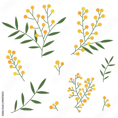 Set of mimosa branches, blooming set isolated on white background, simple floral design element, mimosa clipart