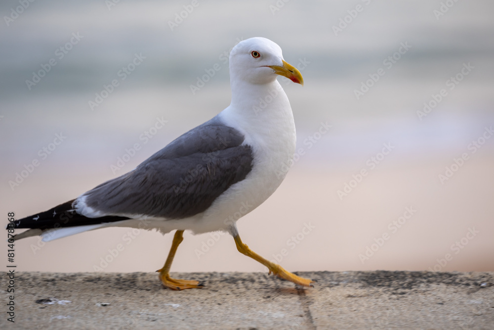 Portrait of big sea gull against the sea Portrait of big sea gull against the sea