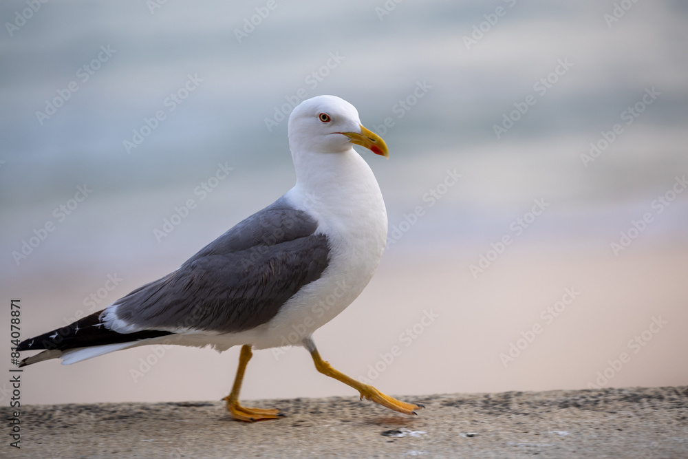 Portrait of big sea gull against the sea Portrait of big sea gull against the sea