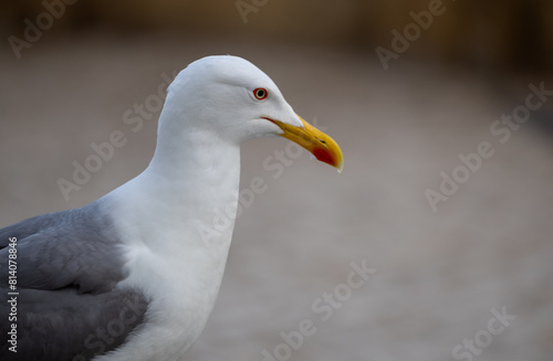 Portrait of big sea gull against the sea photo