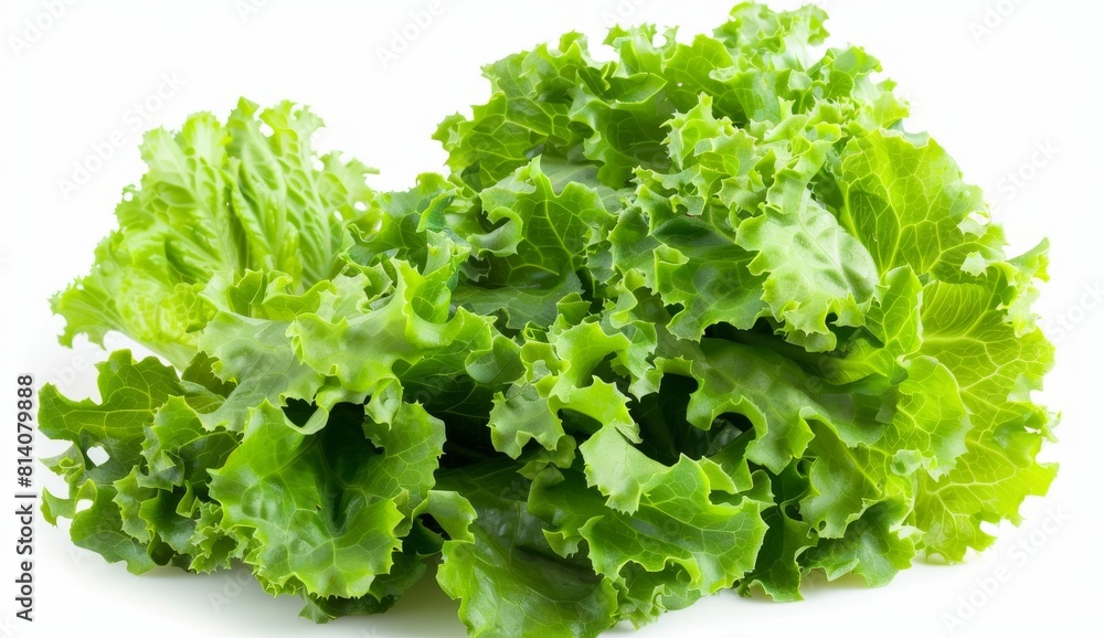 Lettuce isolated on a white background Lettuce isolated on a white background