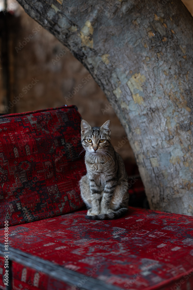 Φωτογραφία Istanbul cat