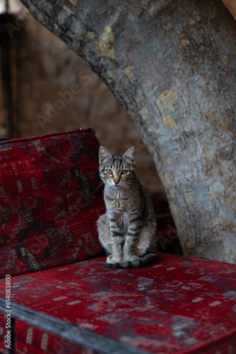 Canvas Print Istanbul cat
