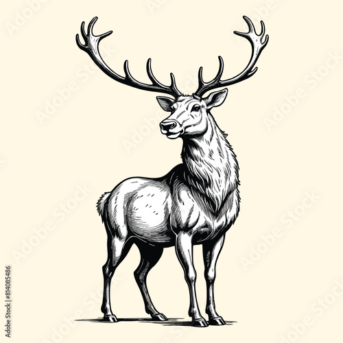 Reindeer Illustration Christmas Engraving Vintage