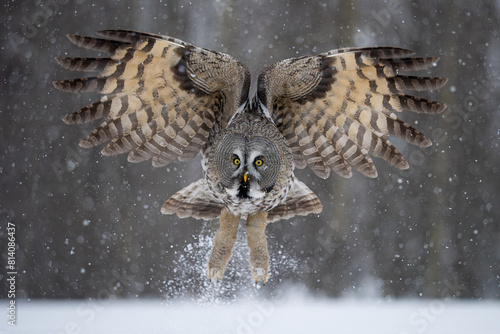 Majestic Great Grey Owl landing in a snow flurry