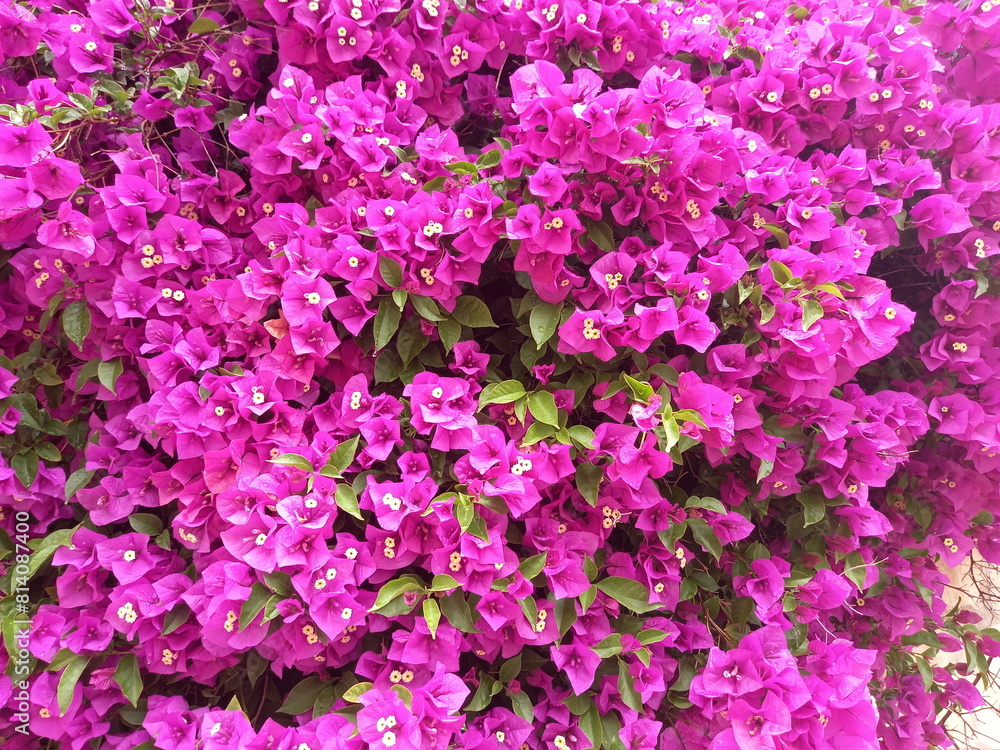 Purple Bougainvillea flowers blooming in the garden Purple Bougainvillea flowers blooming in the garden