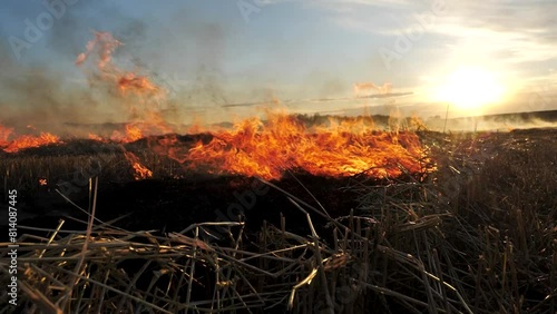 Burning straw in field close-up at sunset, flames, beautiful fire, Slow motion