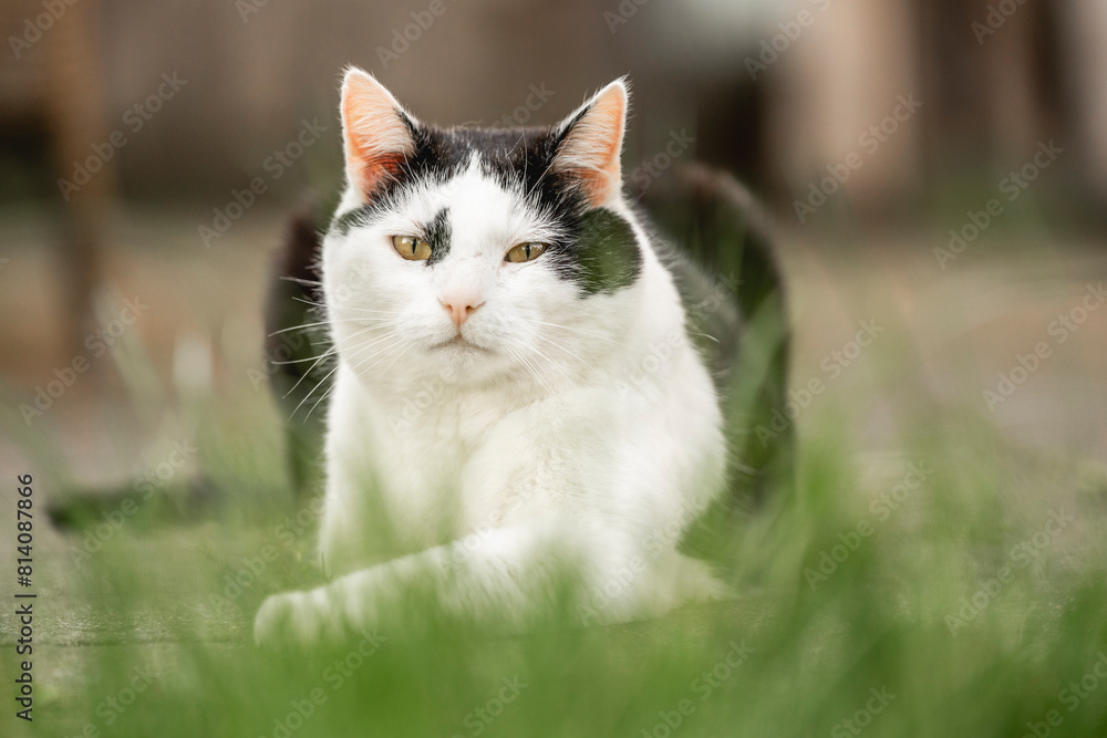black and white cat chilling in the garden animal feline cute black and white cat chilling in the garden animal feline cute