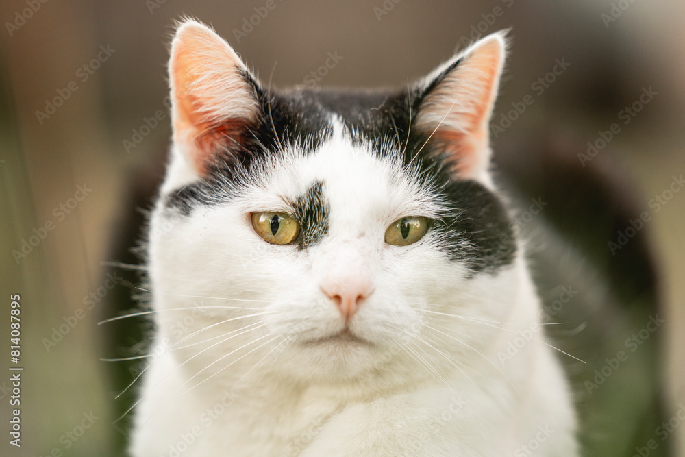 black and white cat chilling in the garden animal feline cute black and white cat chilling in the garden animal feline cute