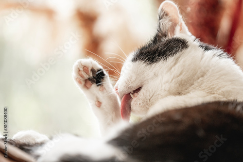 Konstfotografi Beautiful black and white cat feline washing preening itself tong hair inside ho