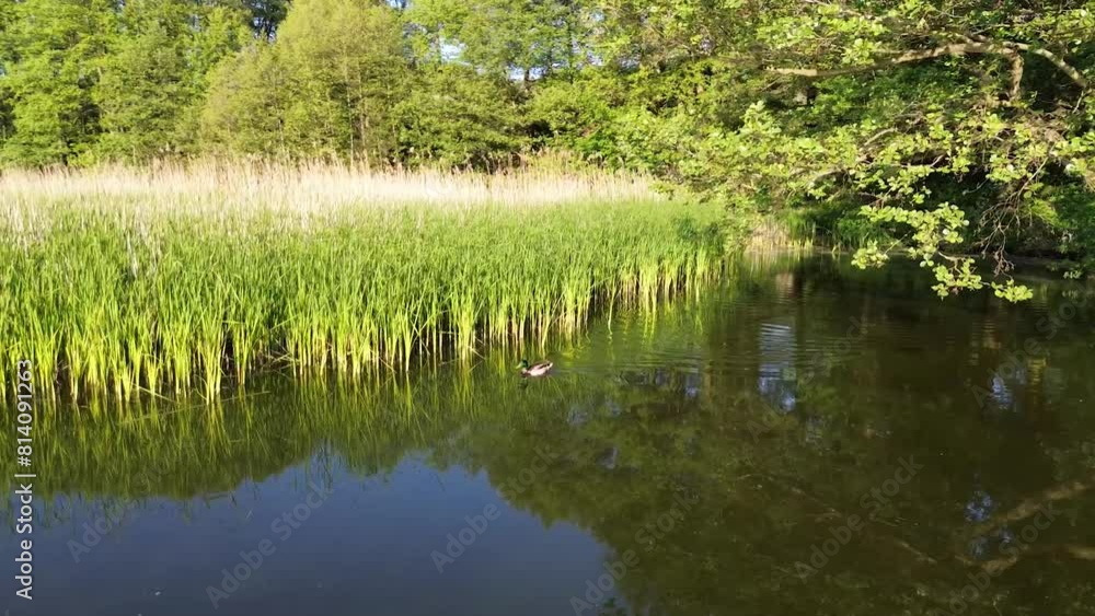 A duck swimming on the lake against the background of reeds. A duck swimming on the lake against the background of reeds.