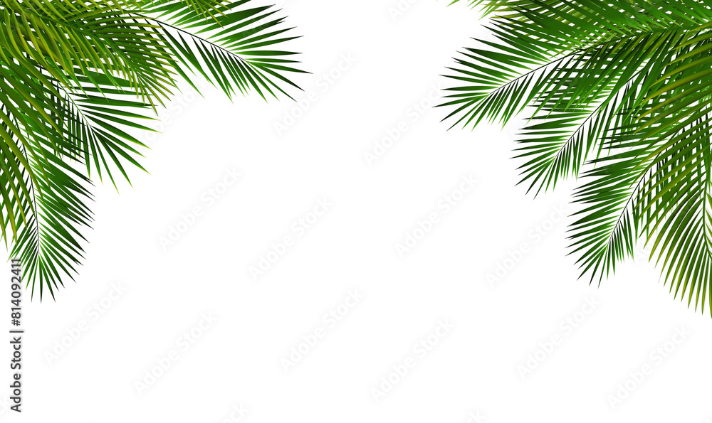 Palm Tree Branch Isolated White Background Palm Tree Branch Isolated White Background