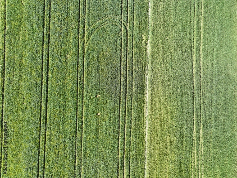 Fototapeta premium Pole uprawne, ścieżki w polu, drogi dla ciągnika w polu, uprawa zboża, zielone łany pszenicy, ścieżki techniczne w zbożu, widok pól z lotu ptaka, widok ścieżek w polu z lotu ptaka, 