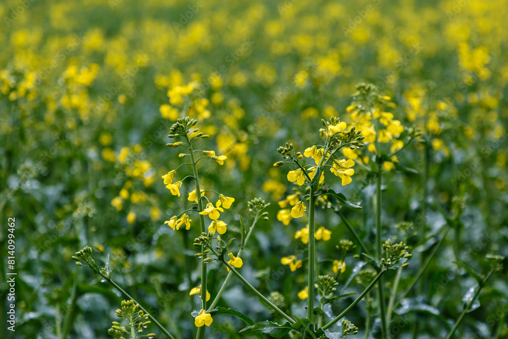Fototapeta premium Blooming rapeseed (Brassica napus).Agricultural field with rapeseed plants. Oilseed, canola, colza.Macro shot on flowers. Closeup.