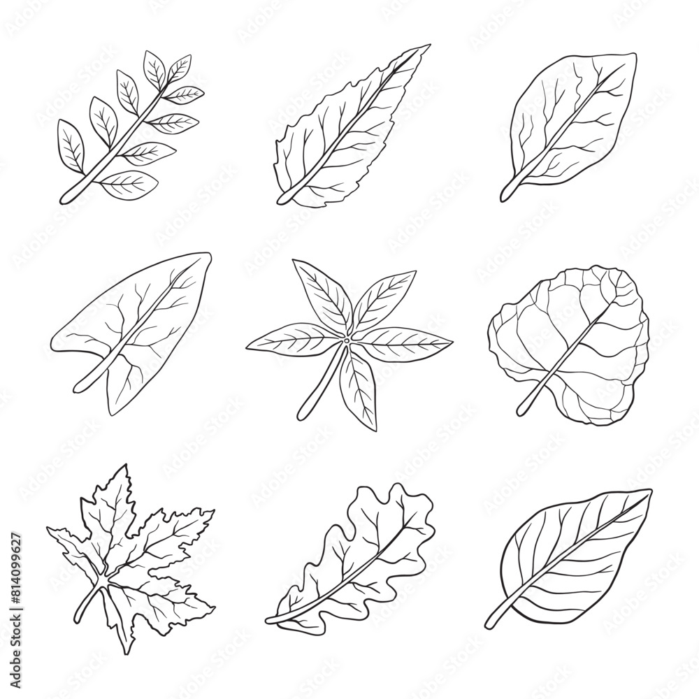 Leaves collection Leaves collection