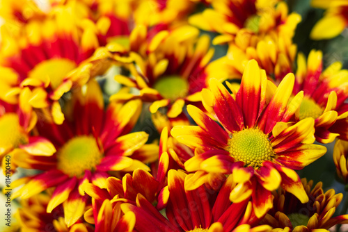 background of beautifully arranged flower and bright colors is backdrop for flower in beautifully arranged garden at flower festival. Beautiful colorful background with Copy Space for inserting text.