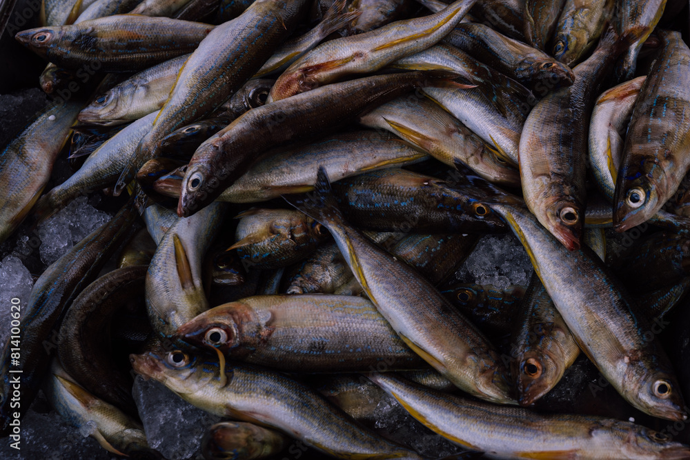 Obraz premium fresh fish on ice