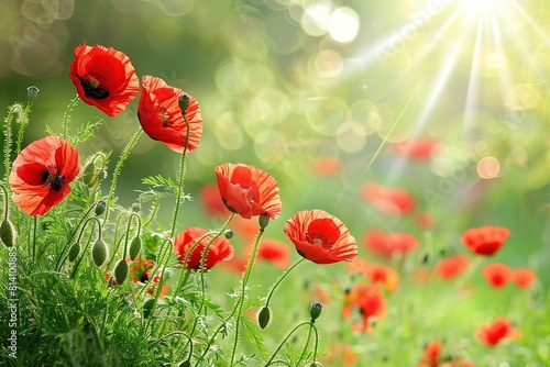 Red poppies on a green meadow in the sun