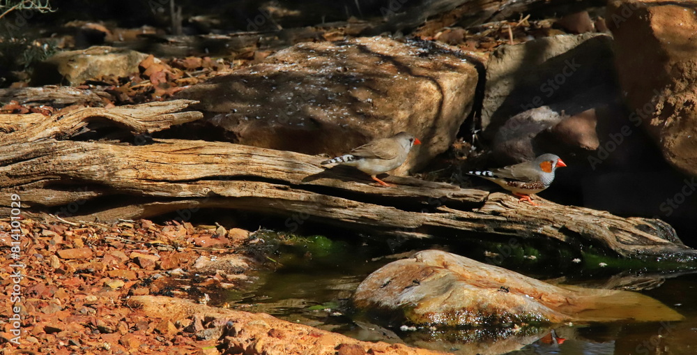 Beautiful little Zebra Finch birds (Taeniopygia castanotis) resting next to a pond Beautiful little Zebra Finch birds (Taeniopygia castanotis) resting next to a pond