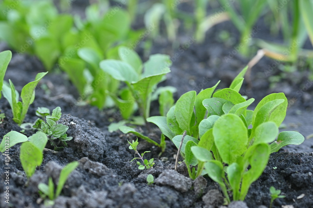 Spring lettuce sprouts on the ground, green sprouts in the vegetable garden, hobby gardening Spring lettuce sprouts on the ground, green sprouts in the vegetable garden, hobby gardening
