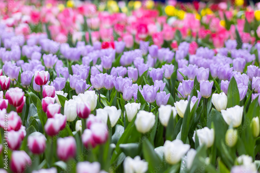 background of beautifully arranged flower and bright colors is backdrop for flower in beautifully arranged garden at flower festival. Beautiful colorful background with Copy Space for inserting text. background of beautifully arranged flower and bright colors is backdrop for flower in beautifully arranged garden at flower festival. Beautiful colorful background with Copy Space for inserting text.