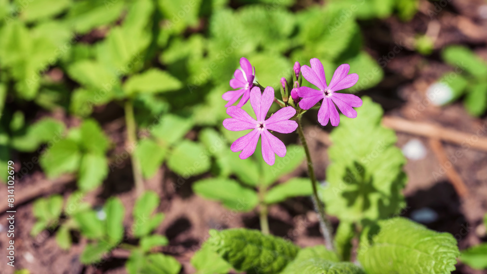 Purple Primula cortusoides flower in the garden. Purple Primula cortusoides flower in the garden.