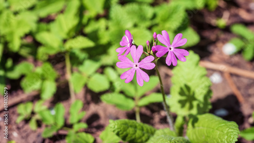 Purple Primula cortusoides flower in the garden.