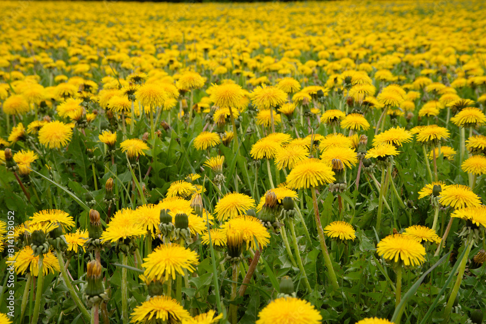 Obraz premium yellow field of dandelions on a cloudy day in spring
