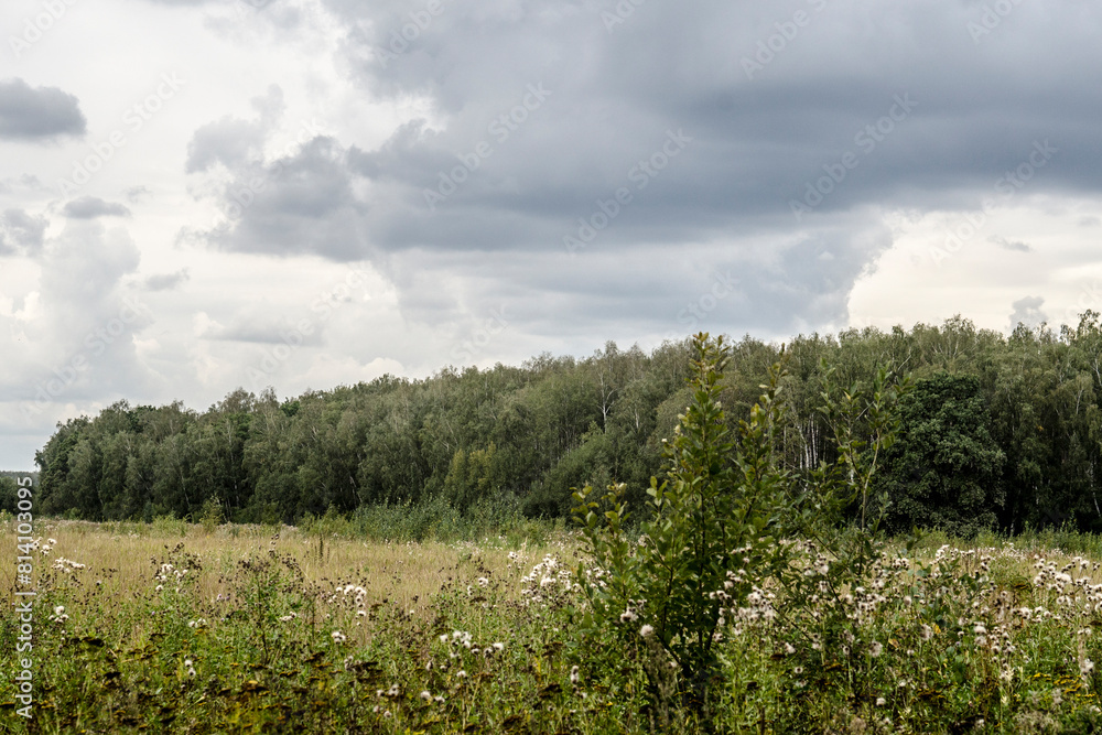 Summer landscape with meadow and forest under cloudy sky, Russia. Summer landscape with meadow and forest under cloudy sky, Russia.