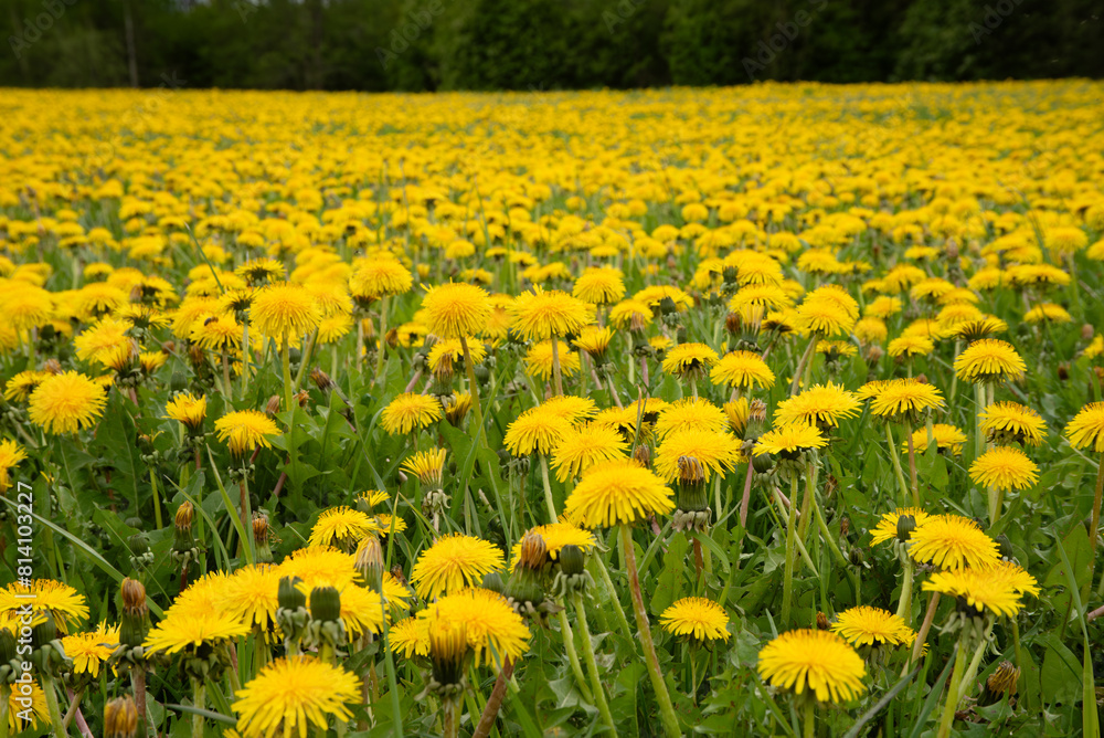 yellow field of dandelions at the edge of the forest on a cloudy day in spring yellow field of dandelions at the edge of the forest on a cloudy day in spring