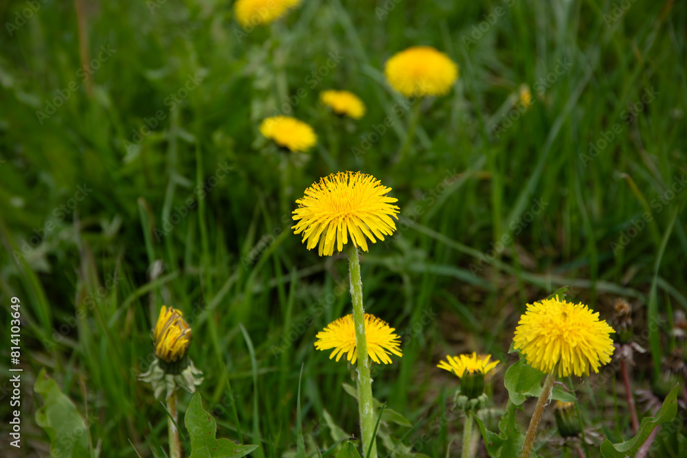yellow field of dandelions on a cloudy day in spring yellow field of dandelions on a cloudy day in spring