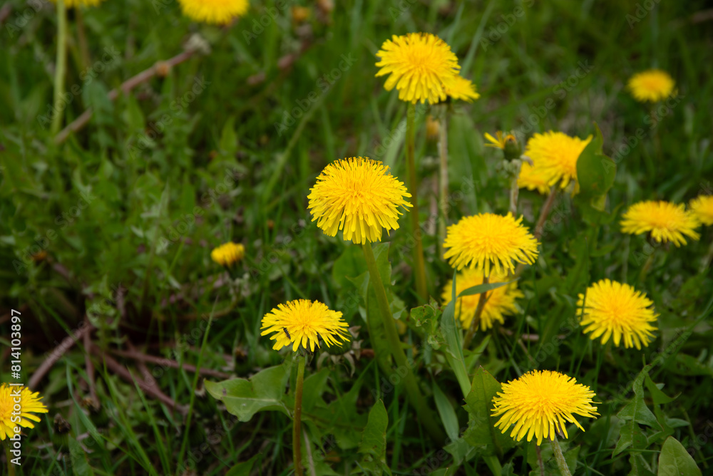 yellow field of dandelions on a cloudy day in spring yellow field of dandelions on a cloudy day in spring